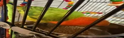 Lovebirds birds for sale: Baby orange and green lovebird  in Sheffield - Advert 5