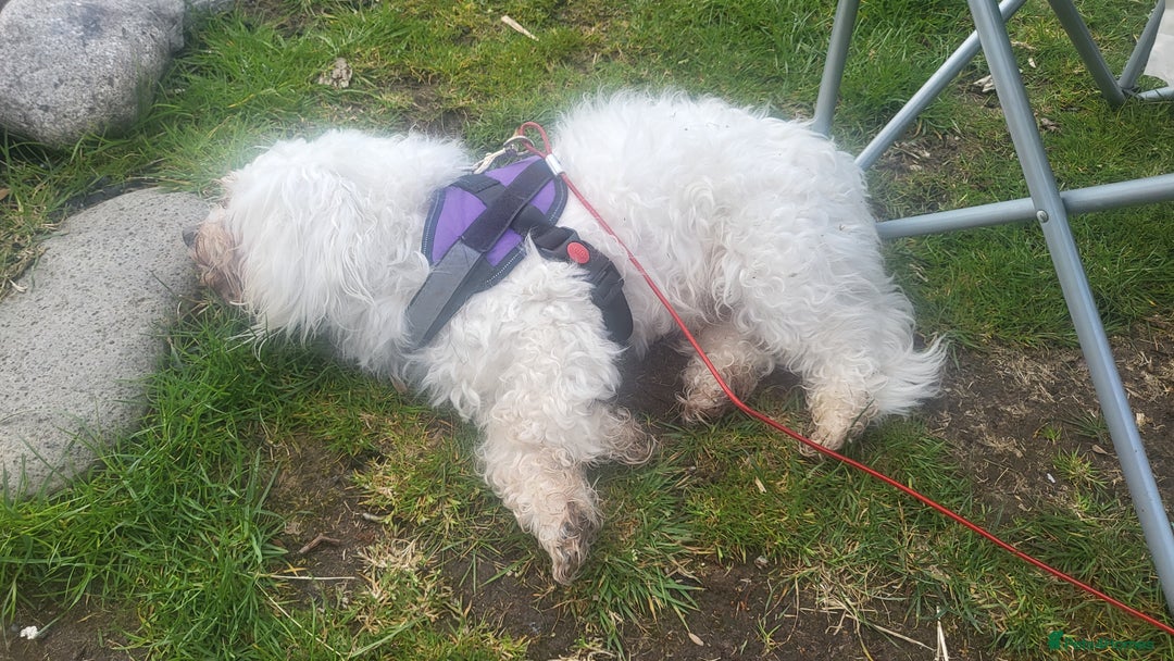 Bichon Frise dogs for sale: Reluctant sale  - Image 2