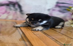 Japanese Shiba Inu dogs for sale: Japanese Shiba Inu - Image 11