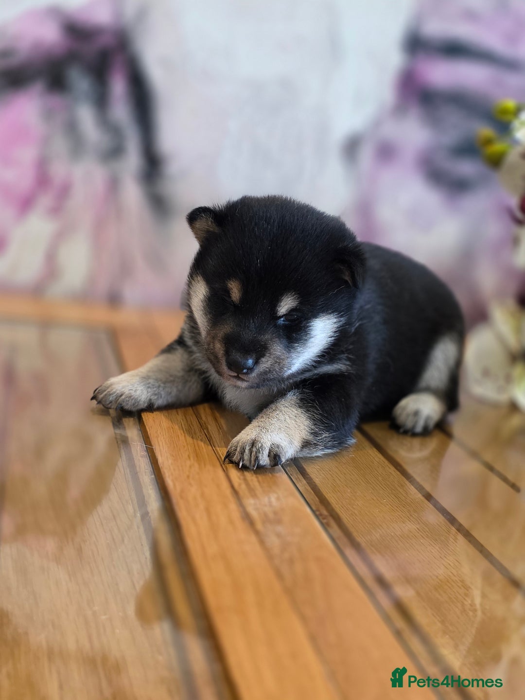Japanese Shiba Inu dogs for sale: Japanese Shiba Inu - Image 11