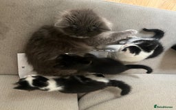 Mixed Breed cats for sale: Gorgeous half Persian fluffy Kittens  - Image 16