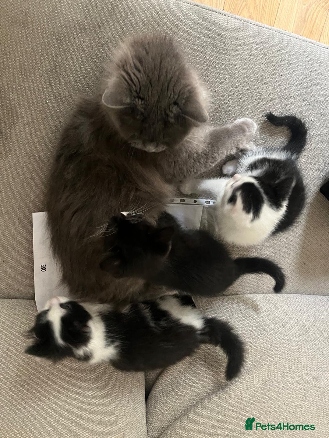Mixed Breed cats for sale: Gorgeous half Persian fluffy Kittens  - Image 16