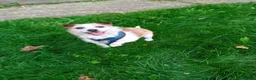 Jackapoo dogs for sale: Jackapoo in Slough - Advert 5