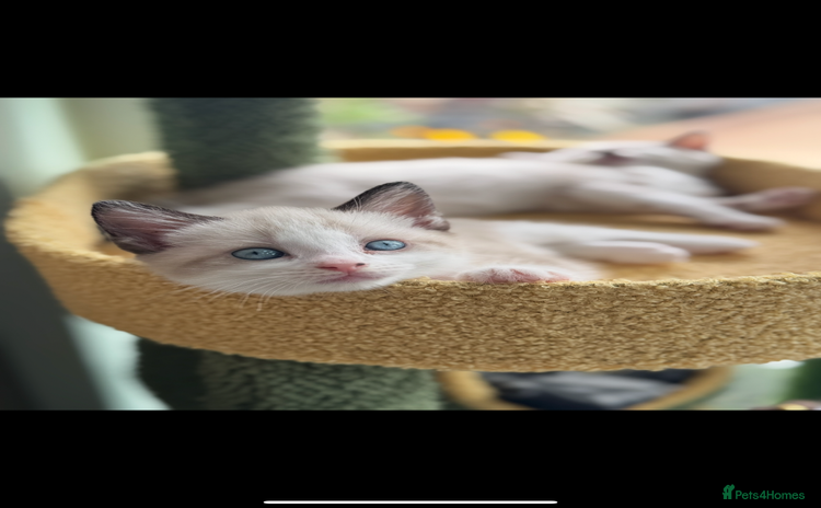 Mixed Breed cats - Advert 1