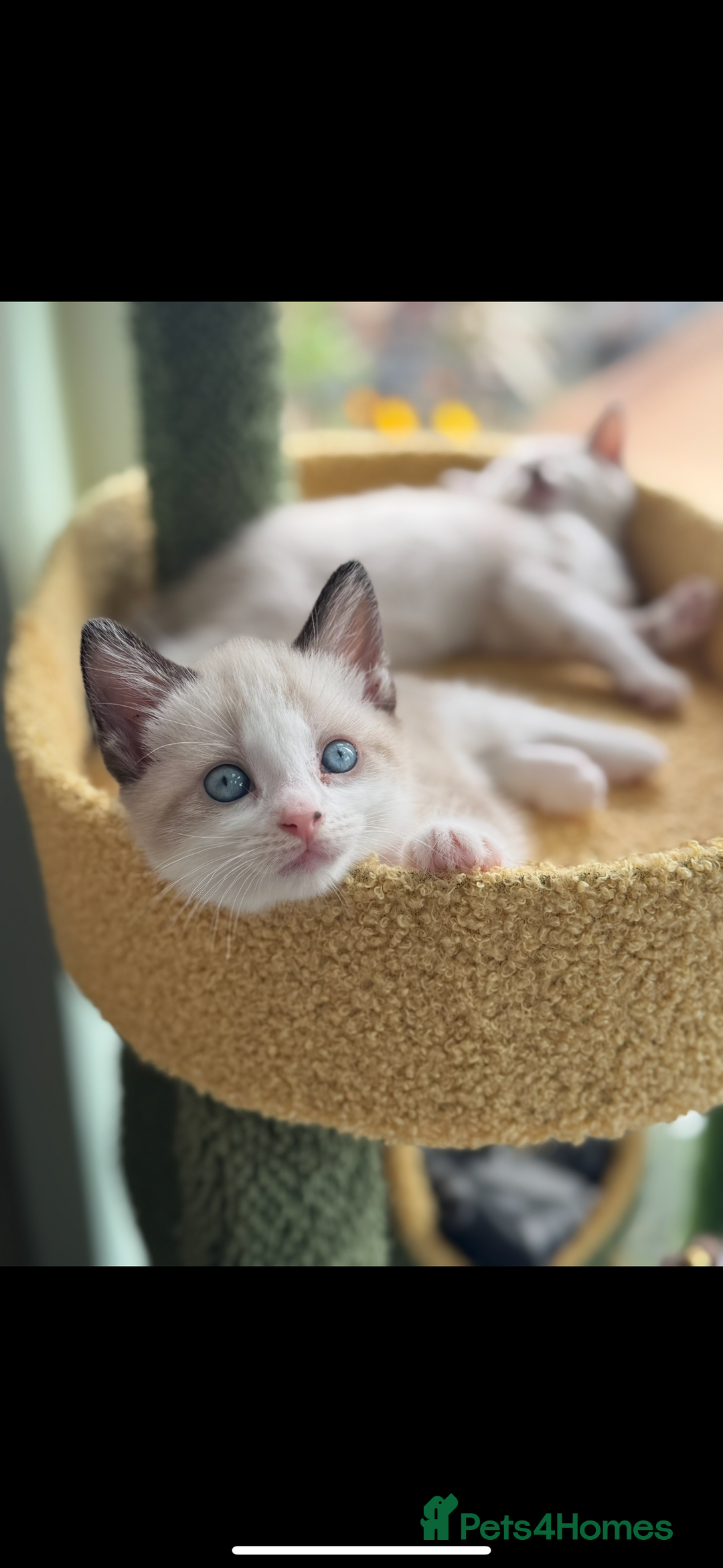 Mixed Breed cats for sale: Mixed breed rag doll - Image 1