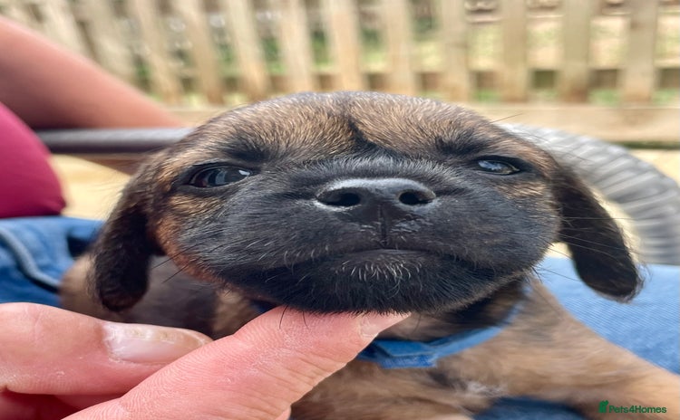Border Terrier dogs - Advert 1