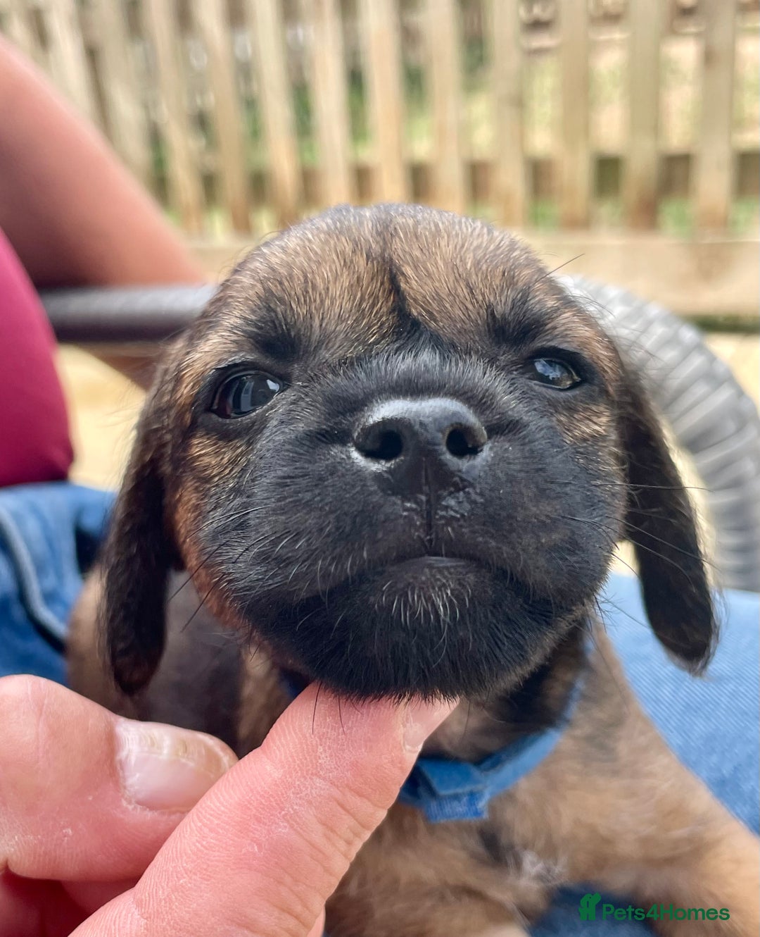 Border Terrier dogs for sale: Border terrier puppy’s  - Image 1