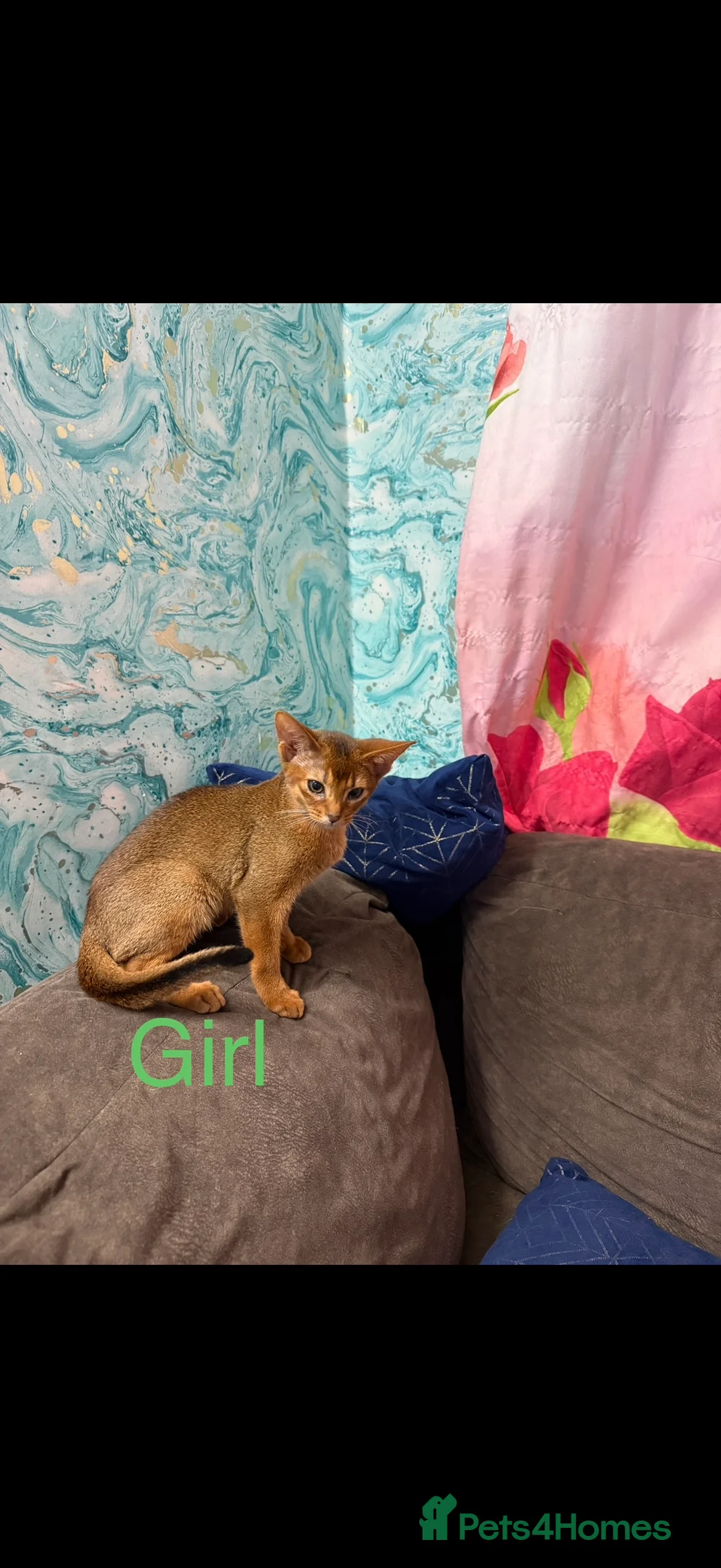 Abyssinian cats for sale: Ready for a new home - Advert 27