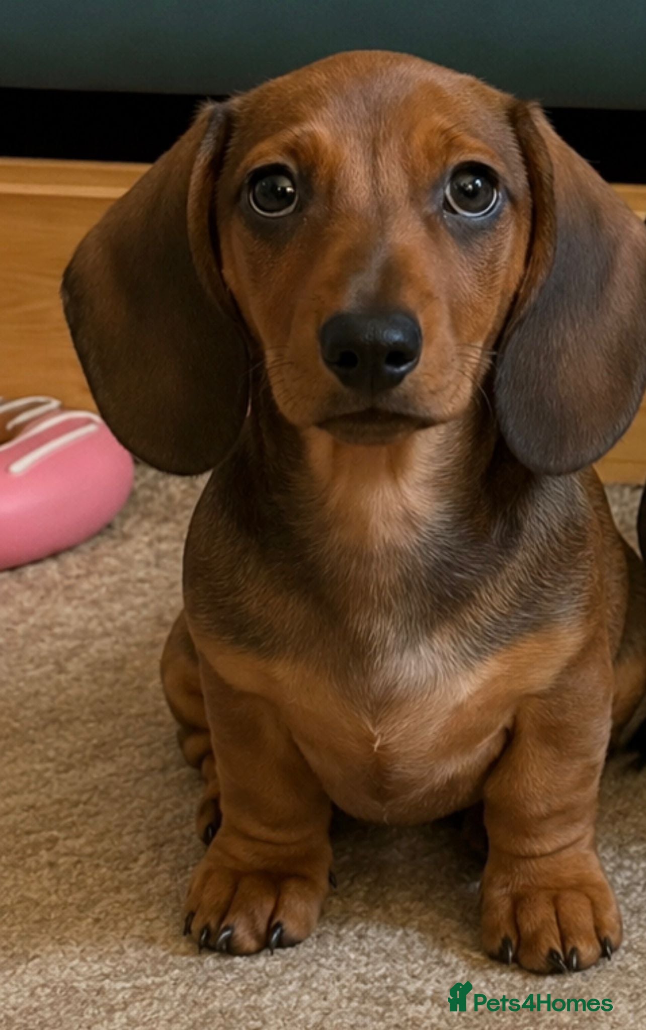 Miniature Dachshund dogs Show quality PRA CLEAR LAST BOY - Advert 1