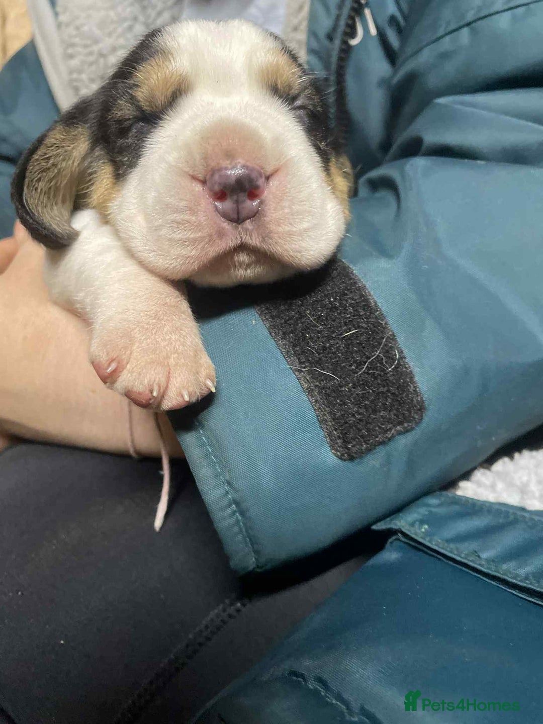 Beagle dogs for sale: kc reg beautiful beagle pups dec - Advert 4