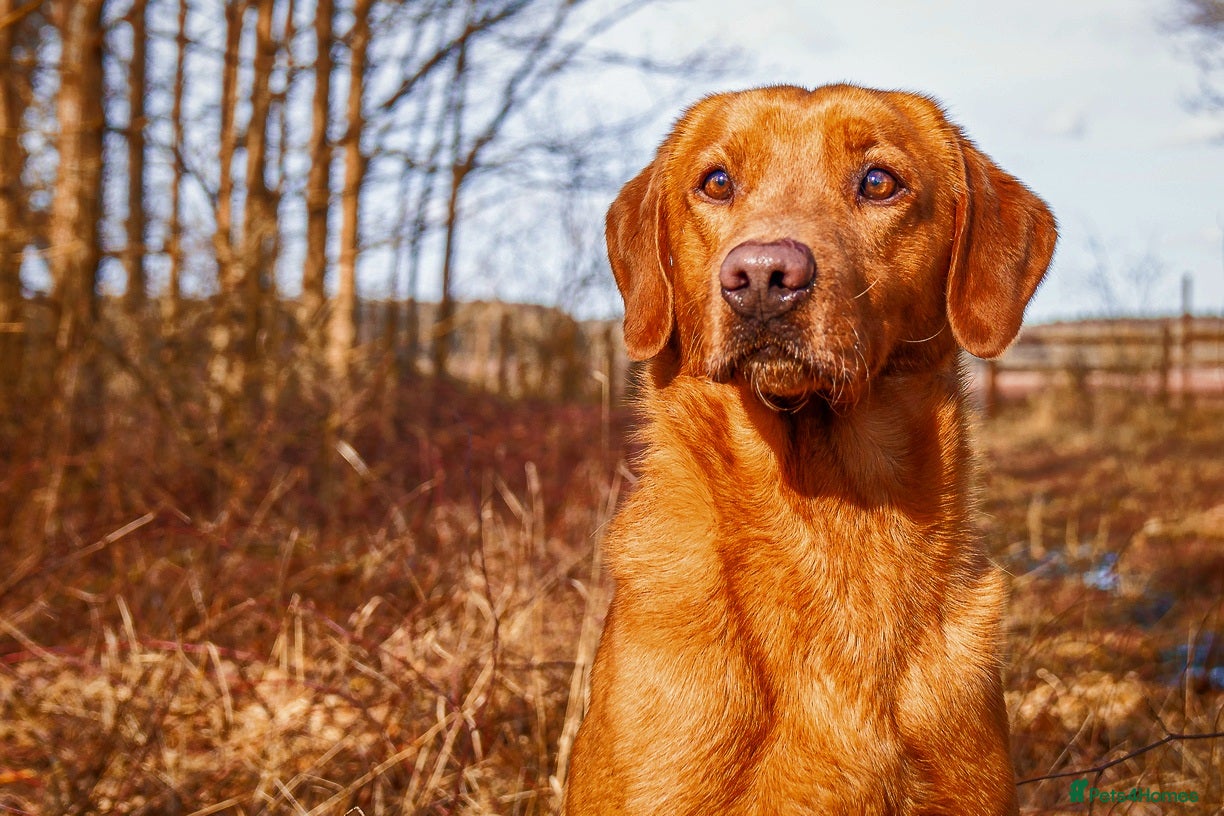 Labrador Retriever dogs Dark Fox Red KC Reg Fully health tested in Newark - Advert 15