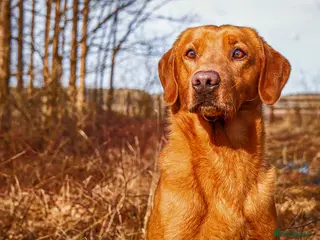 Labrador Retriever dogs Dark Fox Red KC Reg Fully health tested in Newark - Advert 22