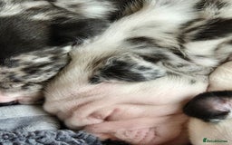 Mixed Breed dogs for sale: Cute Olde English Bulldog & Pug/Frenchie 4 sale - Image 6