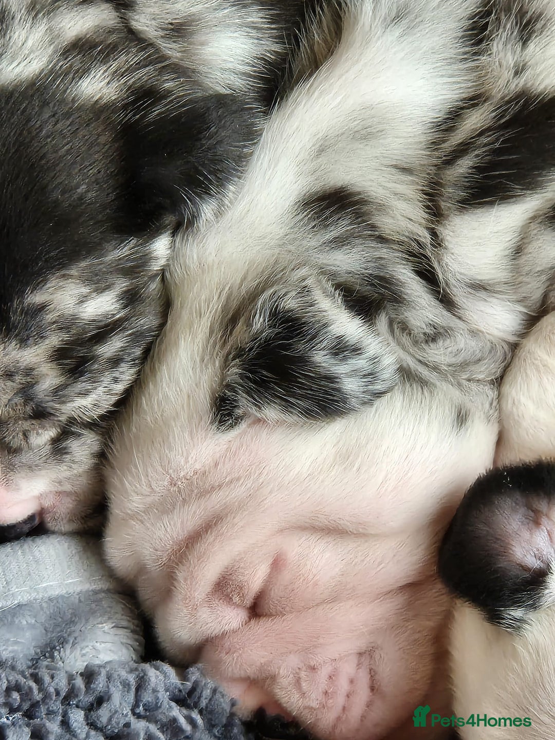 Mixed Breed dogs for sale: Cute Olde English Bulldog & Pug/Frenchie 4 sale - Image 6