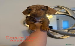 Miniature Dachshund dogs for sale: Miniature Dachshund puppies for sale     - Image 5