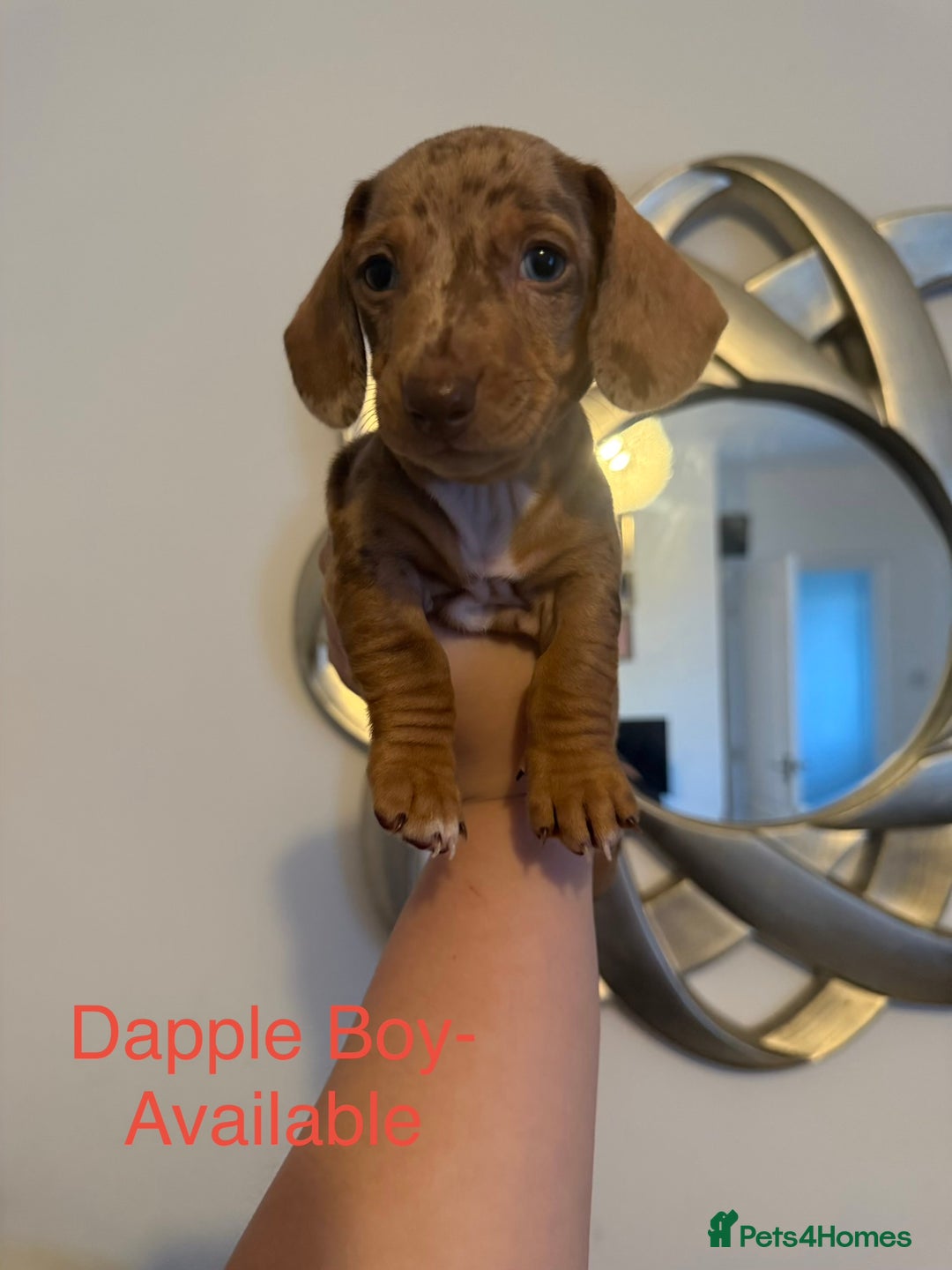 Miniature Dachshund dogs for sale: Miniature Dachshund puppies for sale     - Image 5