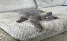 British Shorthair cats for sale: 🔥 BRITISH SHORTHAIR KITTENS BLUE BLACK LILAC CHOC - Image 17