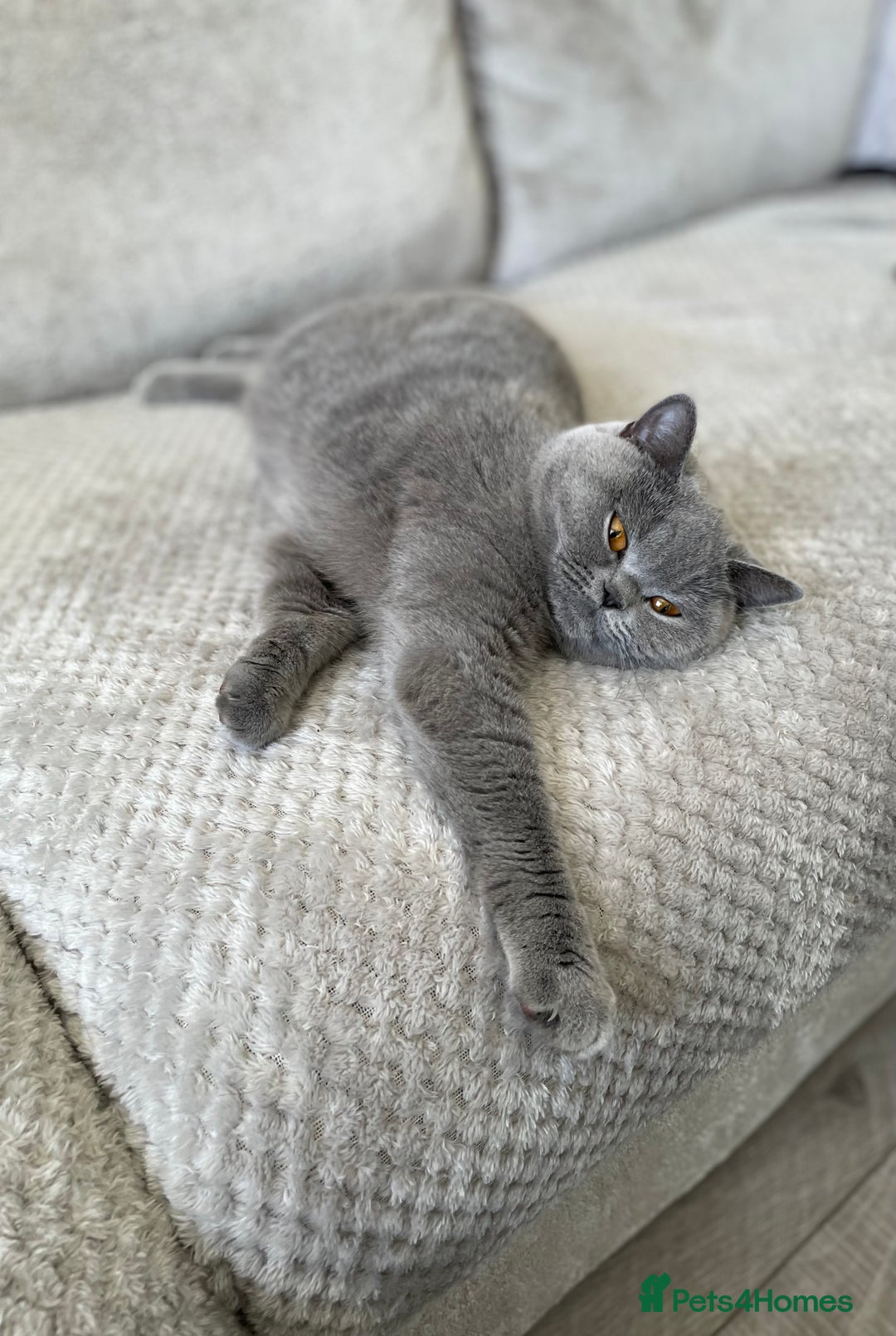 British Shorthair cats for sale: 🔥 BRITISH SHORTHAIR KITTENS BLUE BLACK LILAC CHOC - Image 17