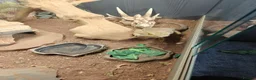 Bearded Dragon reptiles for sale: Bearded dragon for sale - Advert 6