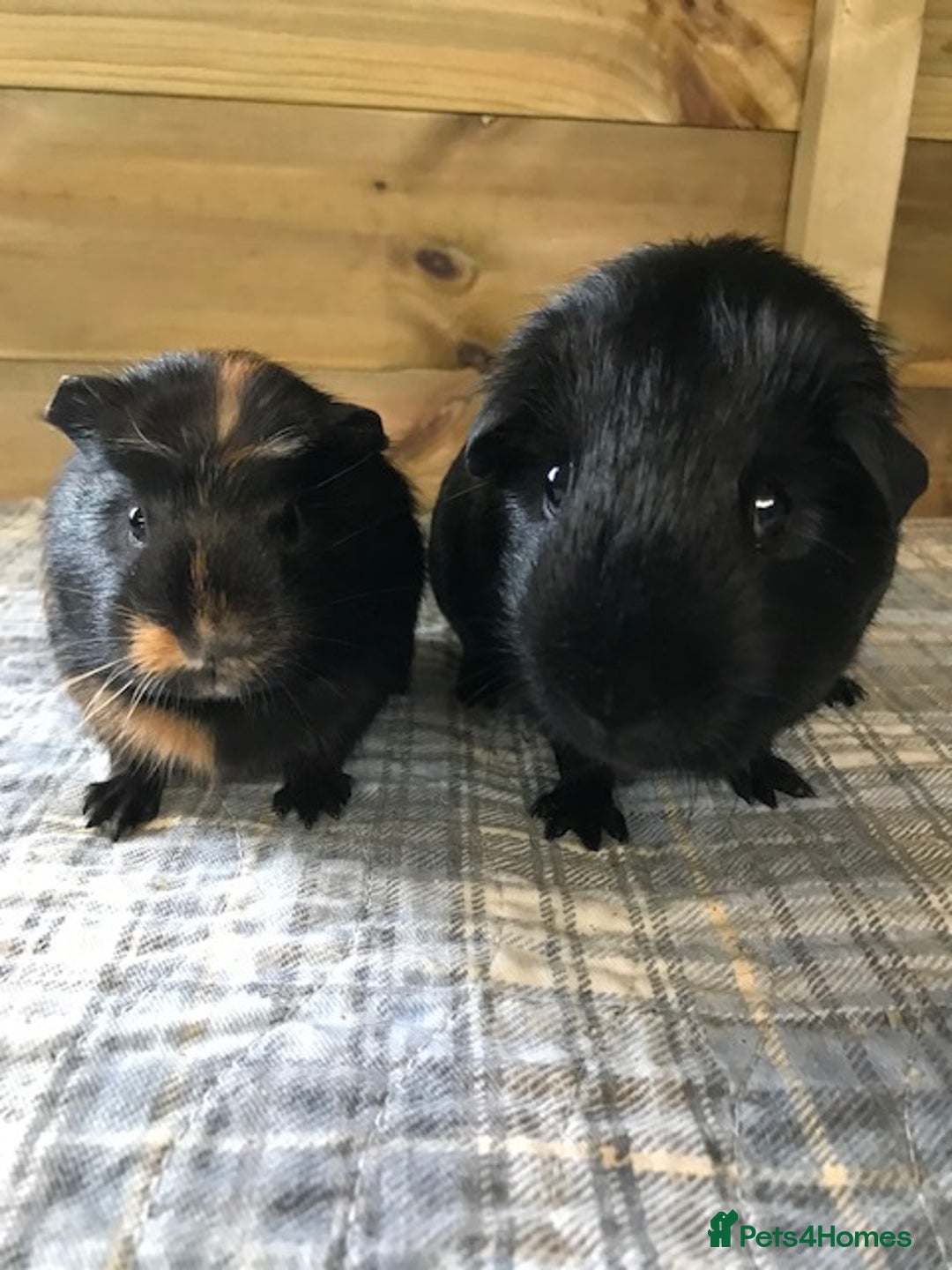 Guinea Pig rodents for sale: Beautiful Boar Pigs available - Advert 1
