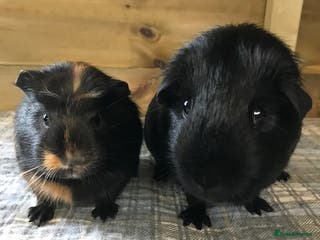 Guinea Pig rodents Beautiful Boar Pigs available - Advert 4