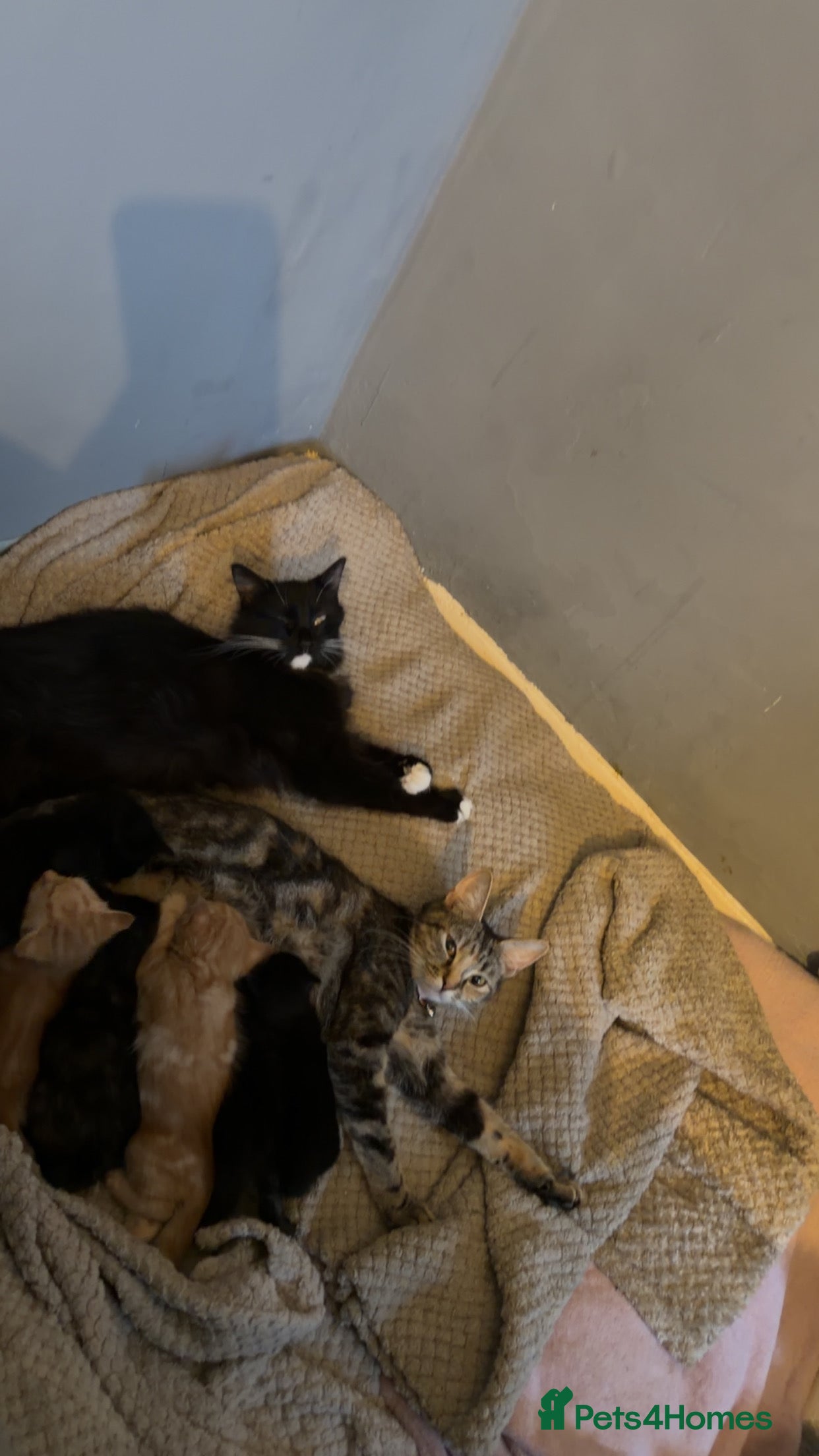 Mixed Breed cats 2 litters of kittens! Bengal cross tabby.  in Bromley - Advert 1