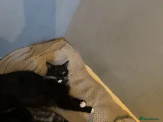 Mixed Breed cats 2 litters of kittens! Bengal cross tabby. in Bromley - Advert 1