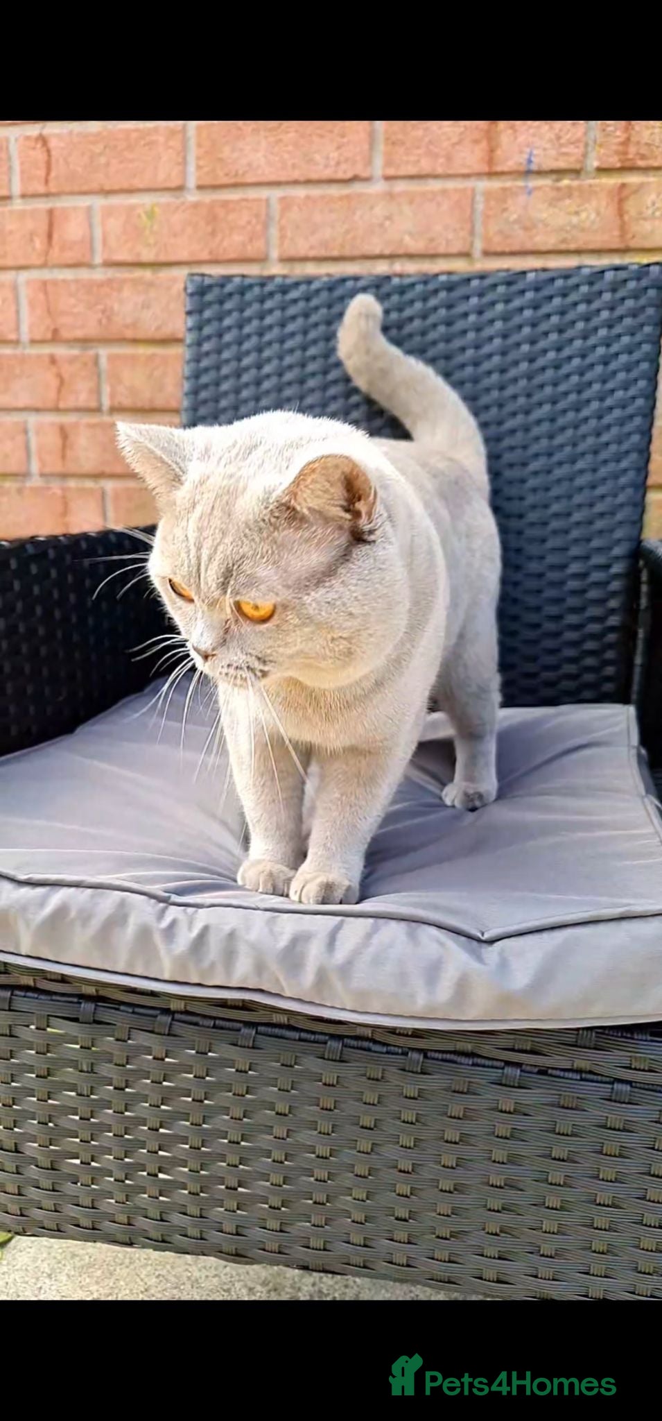 British Shorthair cats For stud lilac boy Sir Arnold (carries choc gene) - Advert 10