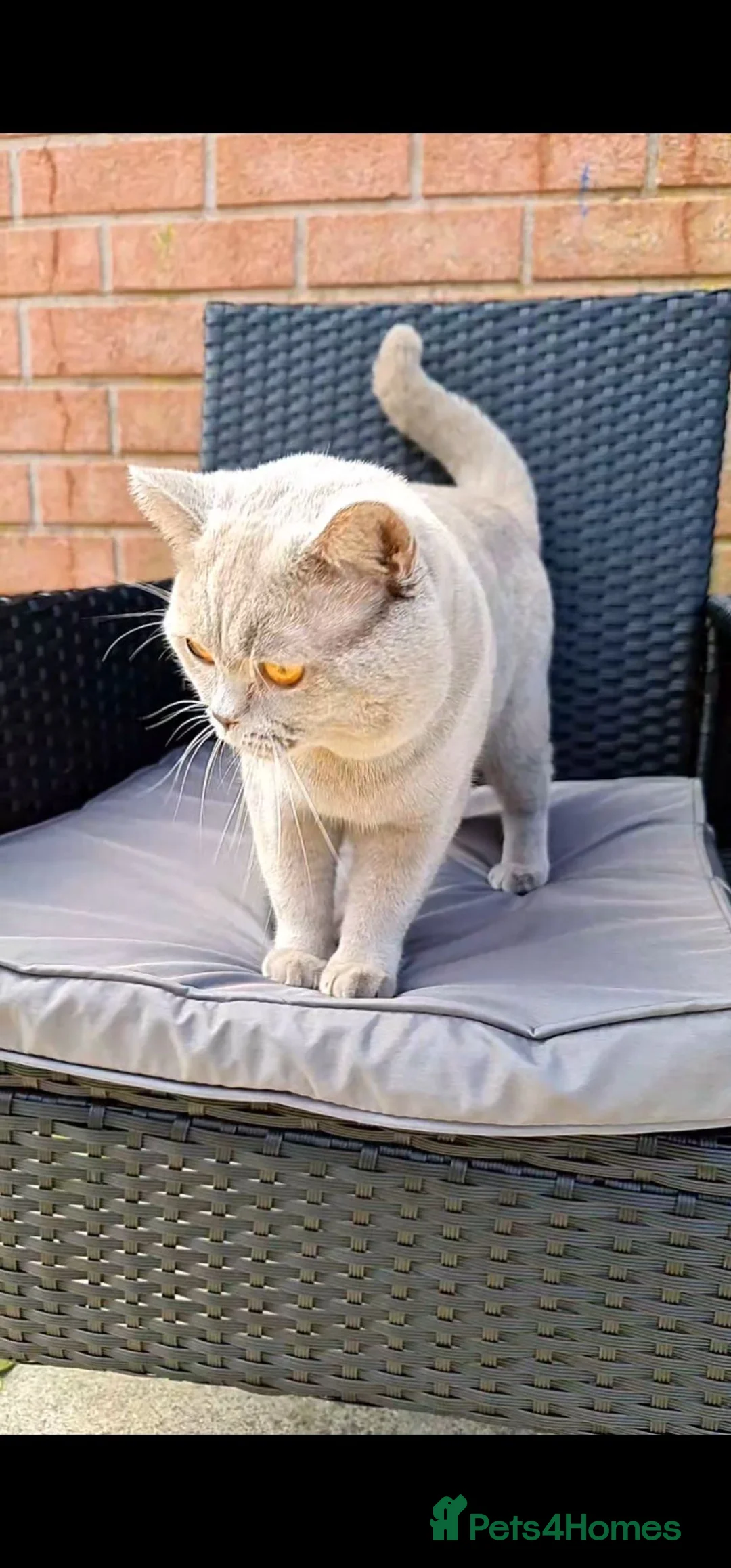 British Shorthair cats for stud: For stud lilac boy Sir Arnold (carries choc gene) - Advert 1