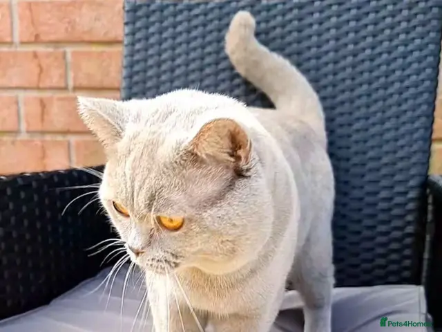 British Shorthair cats for stud: For stud lilac boy Sir Arnold (carries choc gene) - Advert 2
