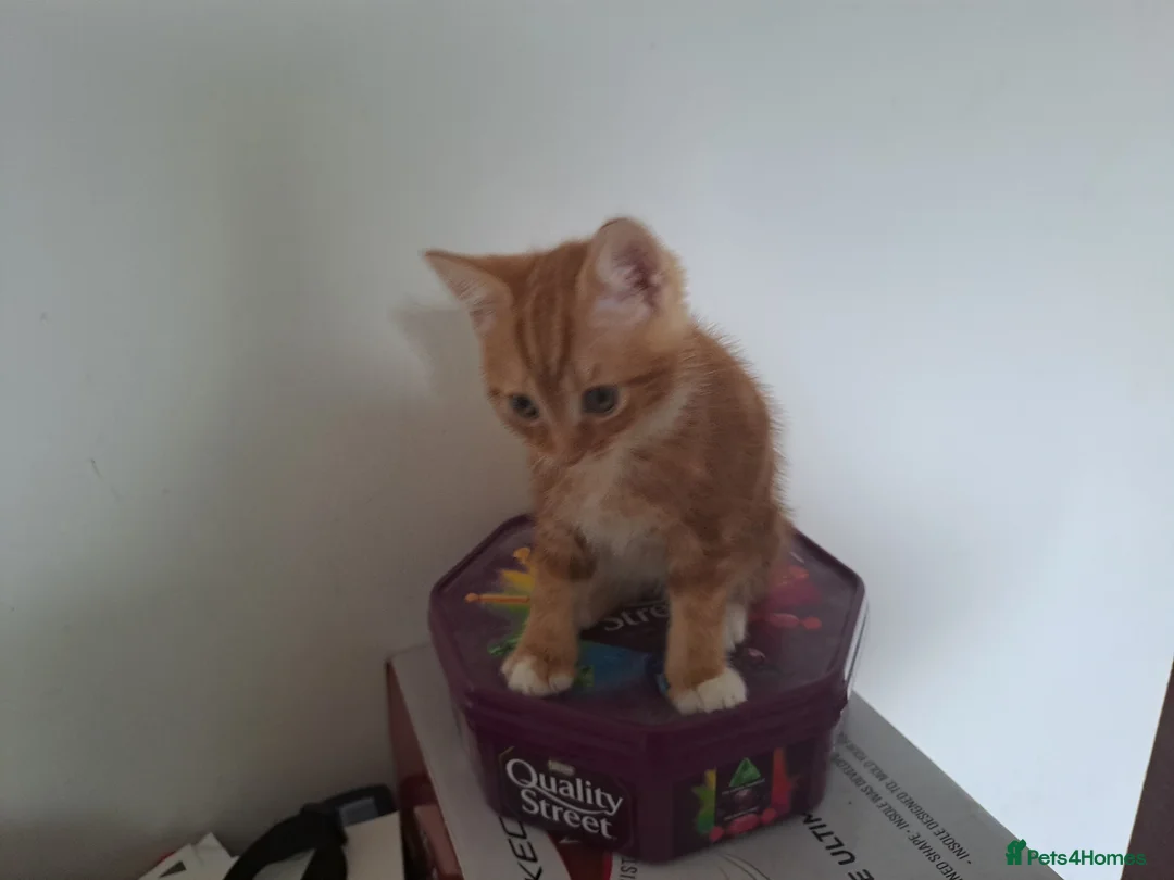 Mixed Breed cats for sale: 4 kittens ready for new homes - Advert 8
