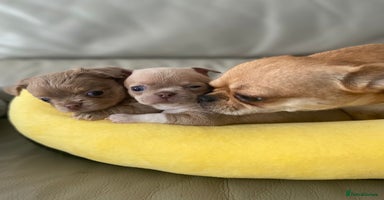 Chihuahua dogs KC Reg Chihuahuas 3 Boys/1 Girl Short & Long coat - Advert 3