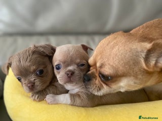 Chihuahua dogs KC Reg Chihuahuas 2 Boys 1 S/Coat & 1 Long coat - Advert 6