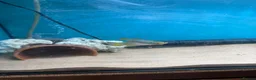 Cichlids fish for sale: Breeding pair neon jewel cichlids in Wigston - Advert 4