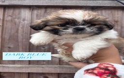 Shih Tzu dogs for sale: Shih tzu  - Image 11