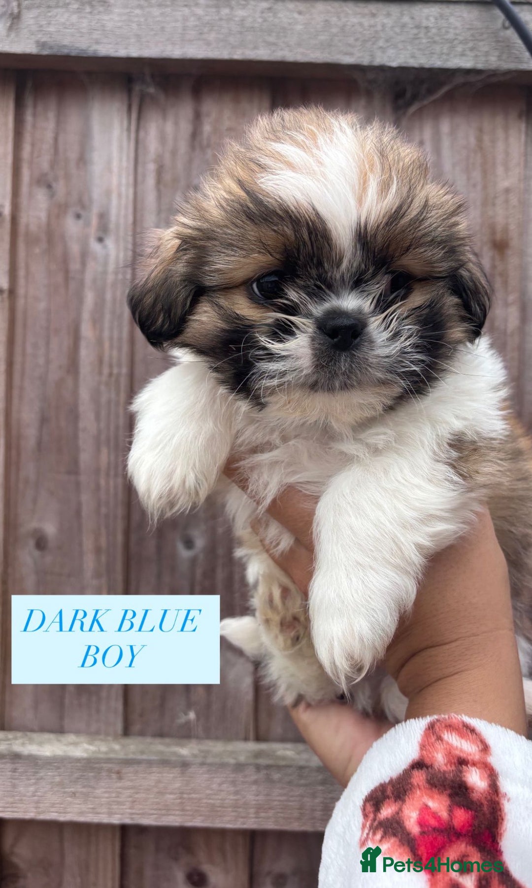 Shih Tzu dogs for sale: Shih tzu  - Image 11