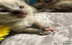 Ragdoll cats for sale: Ragdoll kittens  - Image 20