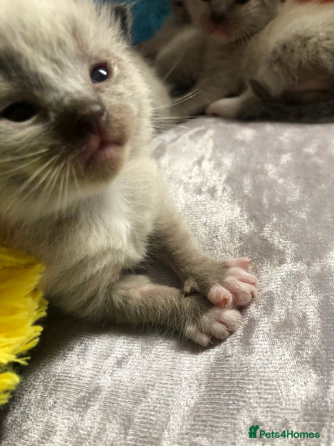 Ragdoll cats for sale: Ragdoll kittens  - Image 20