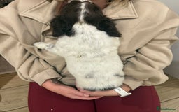 English Springer Spaniel dogs for sale: English springer spaniel puppies  - Image 4