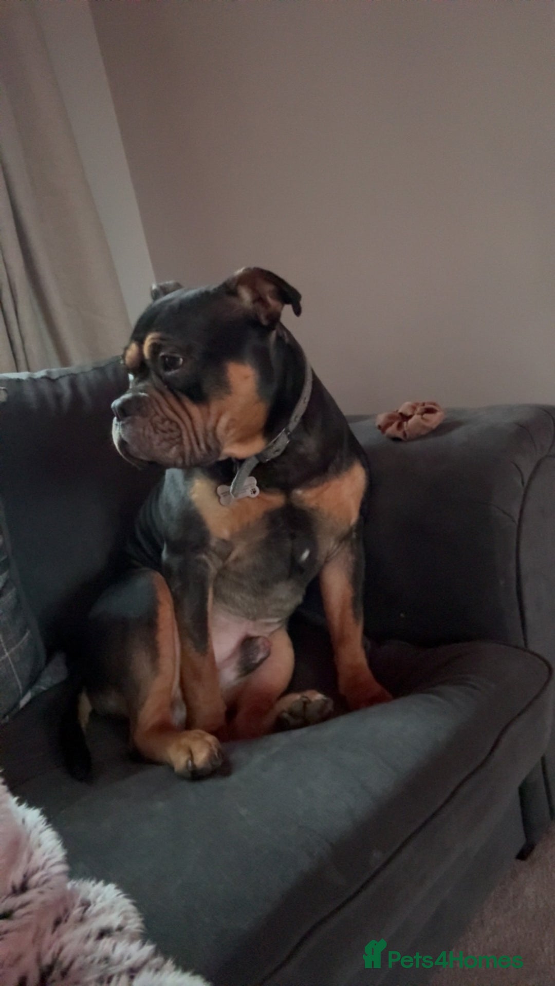 Mixed Breed dogs for stud: Pocket bully for stud  - Image 4