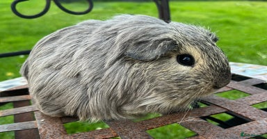 Guinea Pig rodents - Advert 4