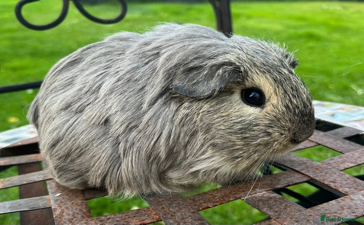Guinea Pig rodents - Advert 11