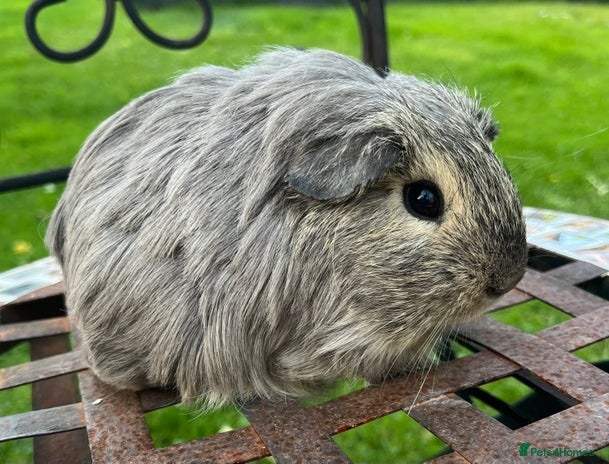 Guinea Pig rodents - Advert 4