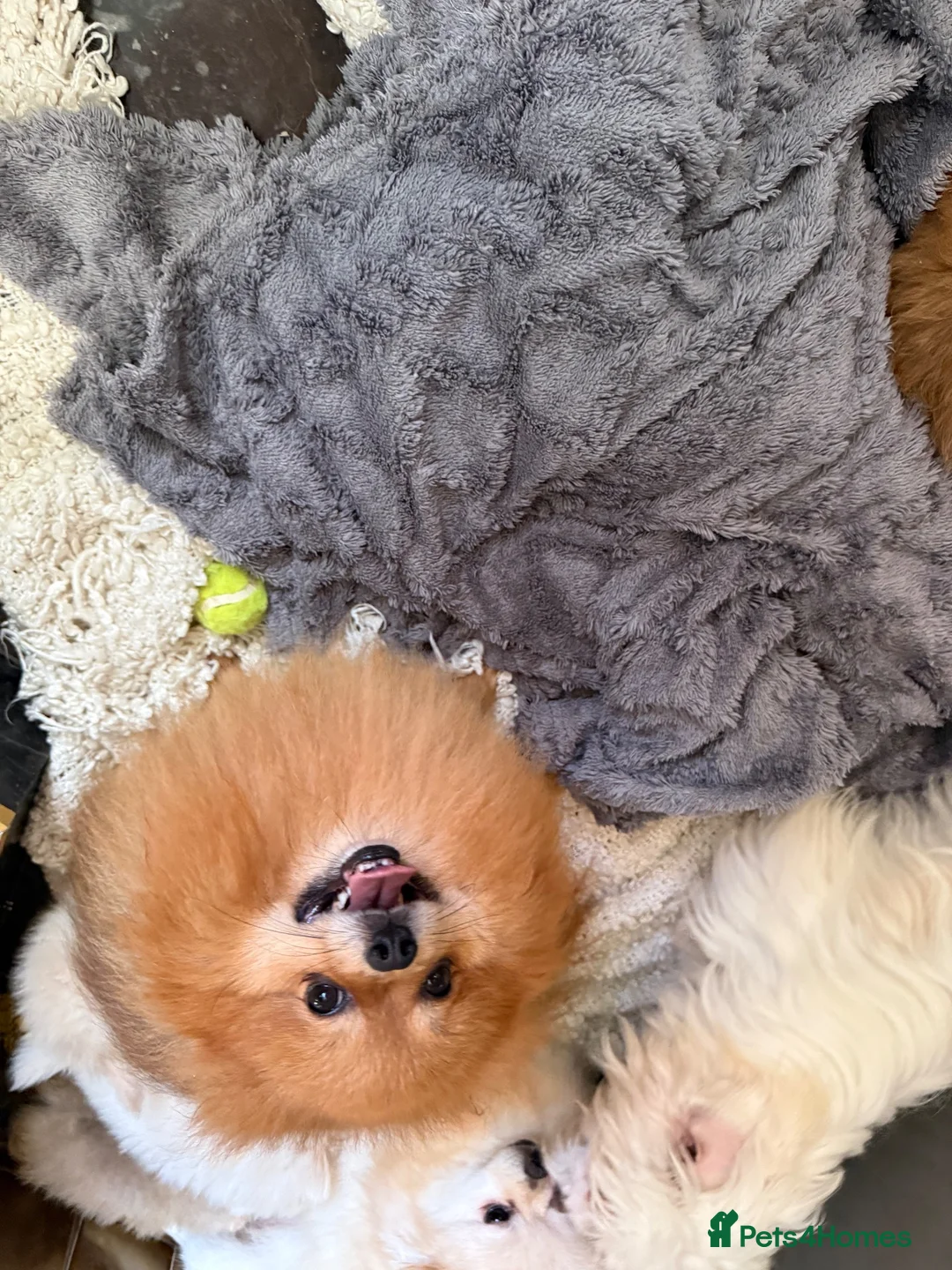 Pomeranian dogs for sale: Tiny Pomeranians  - Advert 21