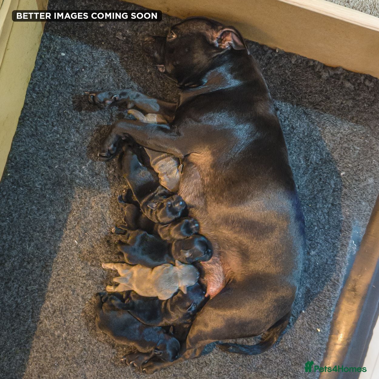 Staffordshire Bull Terrier dogs Blue & Black KC Staffie Puppies - Champ Bloodline - Advert 2