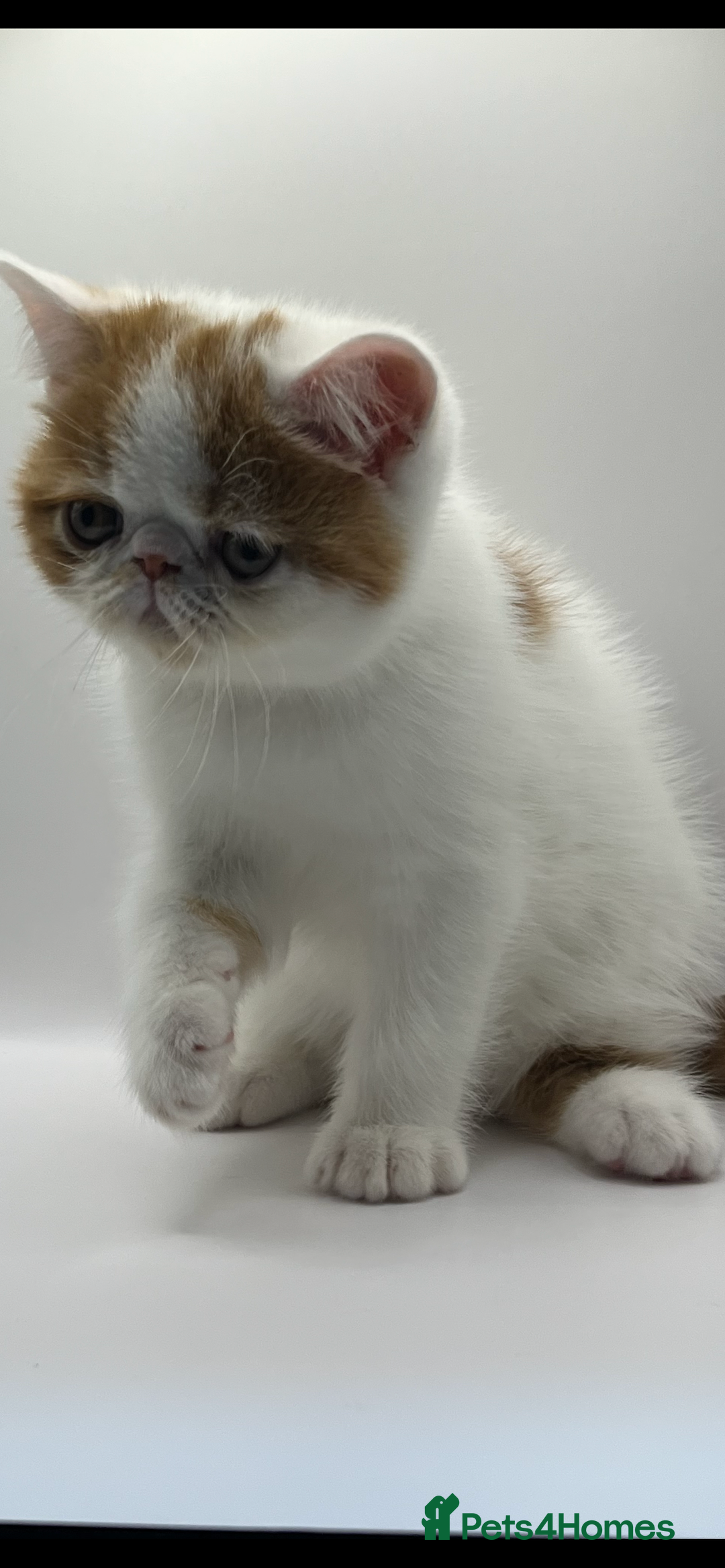 Persian cats for sale: Beautiful exotic CFA registered kittens - Advert 1