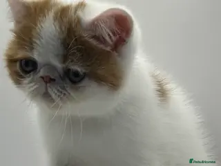 Persian cats Beautiful exotic CFA registered kittens - Advert 3