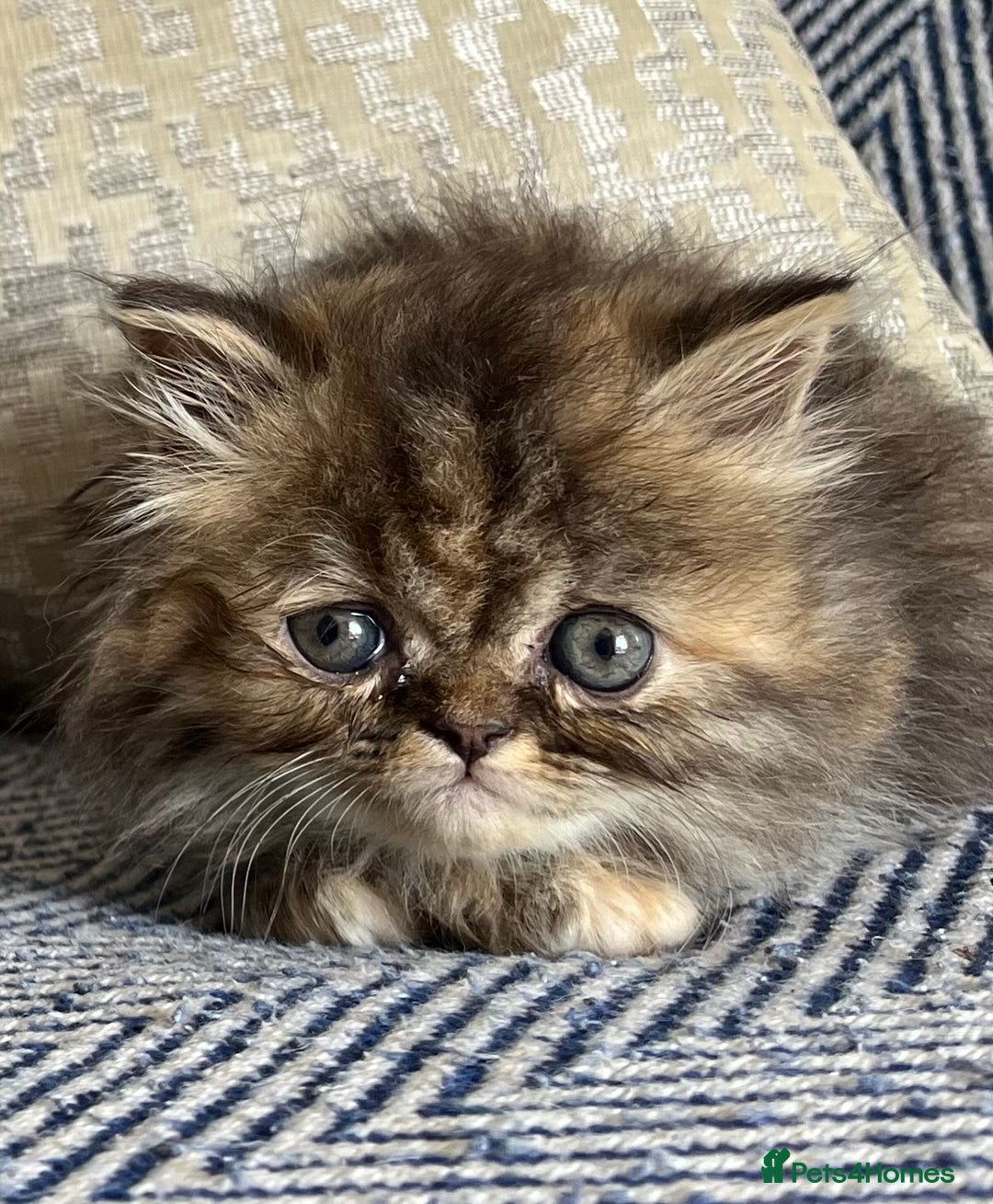 Persian cats for sale: Pure Persian kittens - Image 12