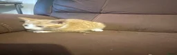 Mixed Breed cats for sale: Beautiful kittens - Advert 4