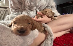 Cockapoo dogs for sale: Cockapoos x 5 2 girls 3 boys f1 - Image 14